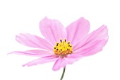 COSMOS BIPINNATUS, COSMOS