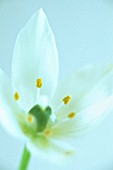 ORNITHOGALUM, STAR-OF-BETHLEHEM