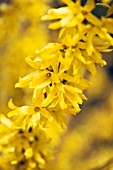 FORSYTHIA X INTERMEDIA ‘SPRING GLORY’, FORSYTHIA