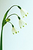 LEUCOJUM ‘GRAVETYE GIANT’, SNOWFLAKE