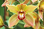 CYMBIDIUM ‘SPARKLE POLYCHROMA’, ORCHID