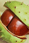 AESCULUS HIPPOCASTANUM, HORSE CHESTNUT, CONKER