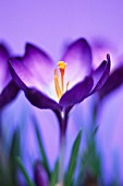 CROCUS VERNUS, CROCUS