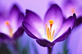 CROCUS VERNUS, CROCUS