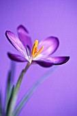 CROCUS VERNUS, CROCUS