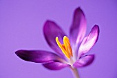 CROCUS VERNUS, CROCUS