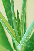 ALOE, ALOE