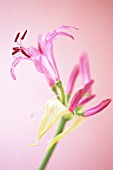 NERINE BOWDENII, NERINE