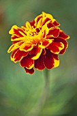 TAGETES, MARIGOLD - FRENCH MARIGOLD