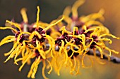 HAMAMELIS MOLLIS ‘NYMANS’, WITCH HAZEL