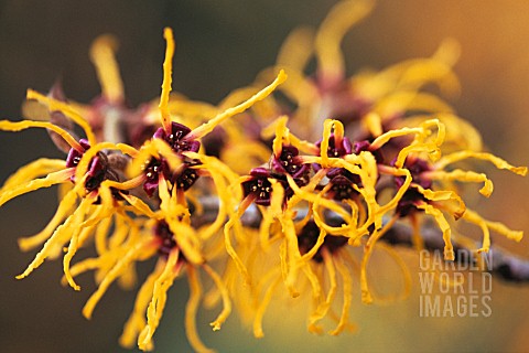 HAMAMELIS_MOLLIS_NYMANS_WITCH_HAZEL