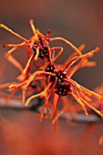 HAMAMELIS X INTERMEDIA ‘APHRODITE’, WITCH HAZEL