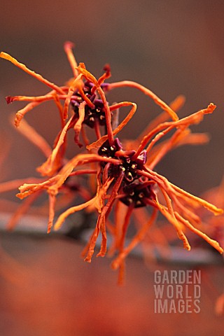 HAMAMELIS_X_INTERMEDIA_APHRODITE_WITCH_HAZEL