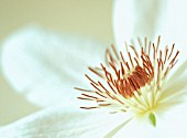 CLEMATIS ‘HENRY’, CLEMATIS