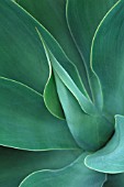 AGAVE ATTENUATA, AGAVE