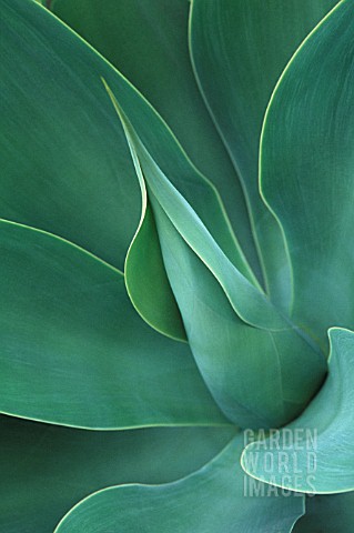 AGAVE_ATTENUATA_AGAVE