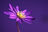 ANEMONE BLANDA, ANEMONE