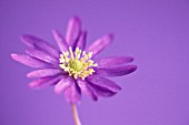 ANEMONE BLANDA, ANEMONE