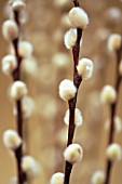 SALIX CAPREA, PUSSY WILLOW