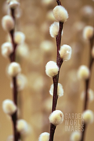 SALIX_CAPREA_PUSSY_WILLOW