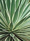 AGAVE FOETIDA, AGAVE