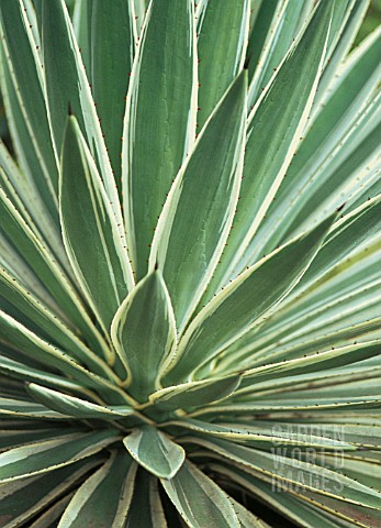 AGAVE_FOETIDA_AGAVE