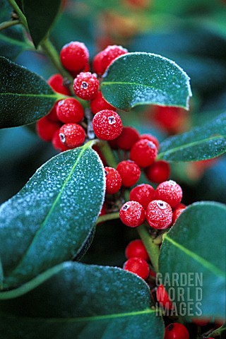 ILEX_X_ALTACLERENSIS_HOLLY