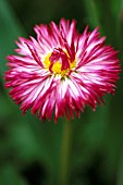 BELLIS PERENNIS TASSO SERIES, DAISY - DOUBLE