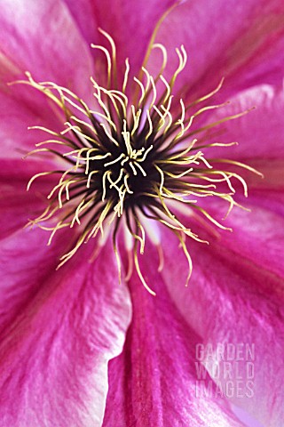 CLEMATIS_CLEMATIS