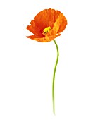 PAPAVER CROCEUM, PAPAVER NUDICALE, POPPY - ICELANDIC POPPY