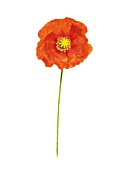 PAPAVER CROCEUM, PAPAVER NUDICALE, POPPY - ICELANDIC POPPY