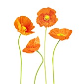 PAPAVER CROCEUM, PAPAVER NUDICALE, POPPY - ICELANDIC POPPY