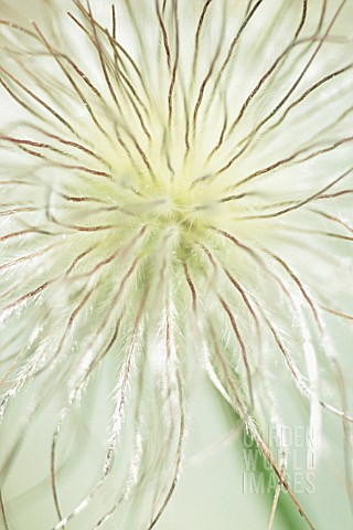 PULSATILLA_ALPINA_PASQUE_FLOWER