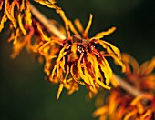 HAMAMELIS X INTERMEDIA ‘ORANGE PEEL’, WITCH HAZEL