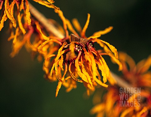 HAMAMELIS_X_INTERMEDIA_ORANGE_PEEL_WITCH_HAZEL