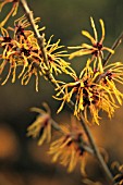 HAMAMELIS INTERMEDIA, WITCH HAZEL