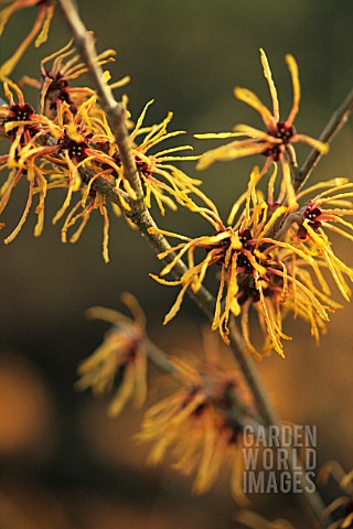 HAMAMELIS_INTERMEDIA_WITCH_HAZEL