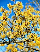 HAMAMELIS X INTERMEDIA ‘PALLIDA’, WITCH HAZEL