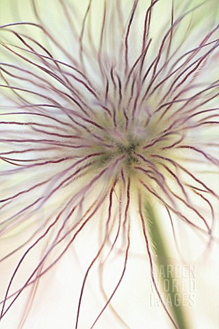 PULSATILLA_ALPINA_PASQUE_FLOWER