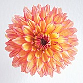 DAHLIA, DAHLIA