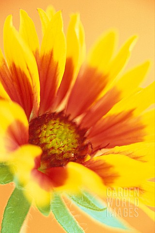 GAILLARDIA_KOBOLD_BLANKET_FLOWER