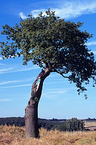 QUERCUS_OAK