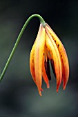 LILIUM SUPERBUM, LILY - TURKSCAP LILY