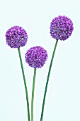 ALLIUM ‘GLOBEMASTER’, ALLIUM