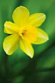 NARCISSUS, DAFFODIL