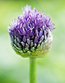 ALLIUM, ALLIUM