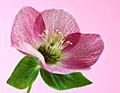 HELLEBORUS HYBRIDUS, HELLEBORE