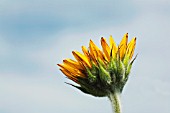 HELIANTHUS ANNUS, SUNFLOWER