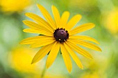 RUDBECKIA FULGIDA GOLDSTURM, CONEFLOWER, BLACK-EYED SUSAN