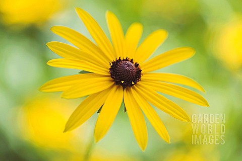 Sara single coneflower